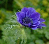 Anemone coronaria. Цветок. Московская обл., Раменский р-н, окр. дер. Хрипань, дачный участок. 29.07.2003.