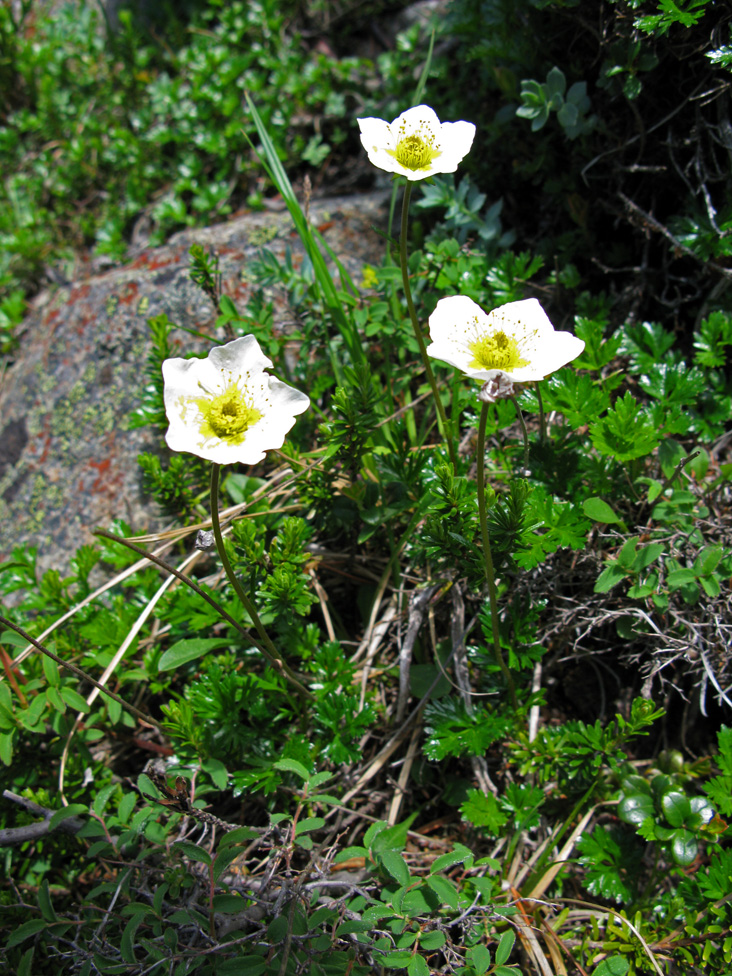 Image of Sieversia pusilla specimen.