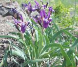 Iris glaucescens. Цветущее растение. Оренбургская обл., Губерлинские горы, долина р. Киндерля, сухая степь. 18.05.2011.
