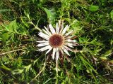 Carlina acaulis