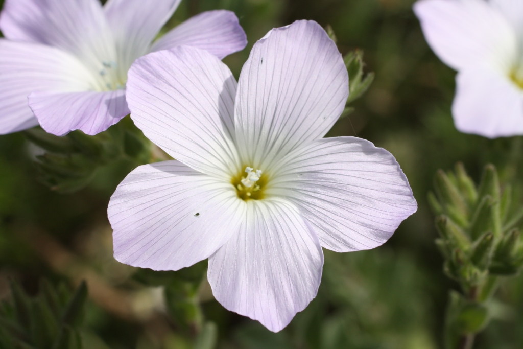 Изображение особи Linum lanuginosum.