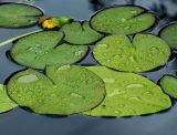 Nymphaea candida
