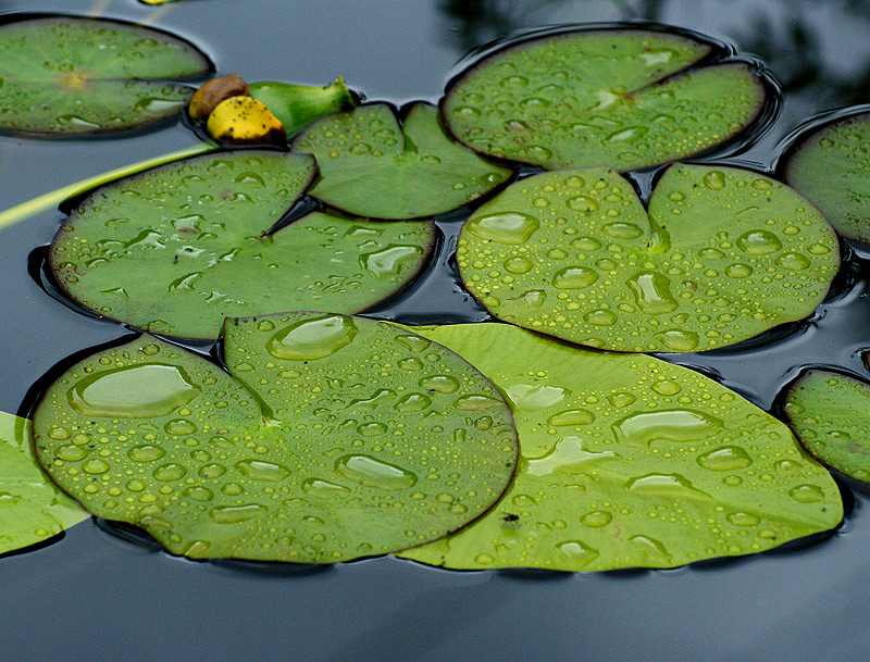 Изображение особи Nymphaea candida.