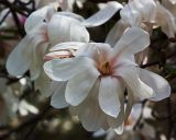 Magnolia stellata
