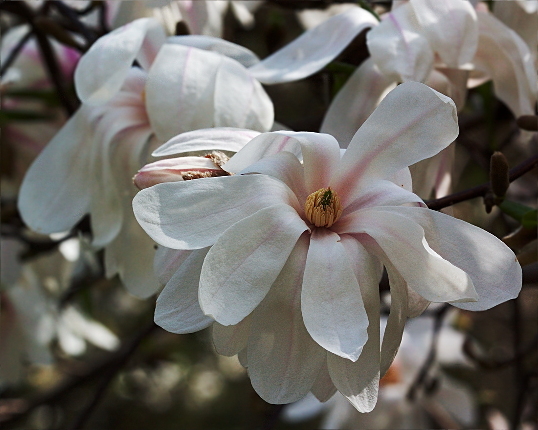 Image of Magnolia stellata specimen.