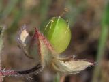 Helianthemum salicifolium