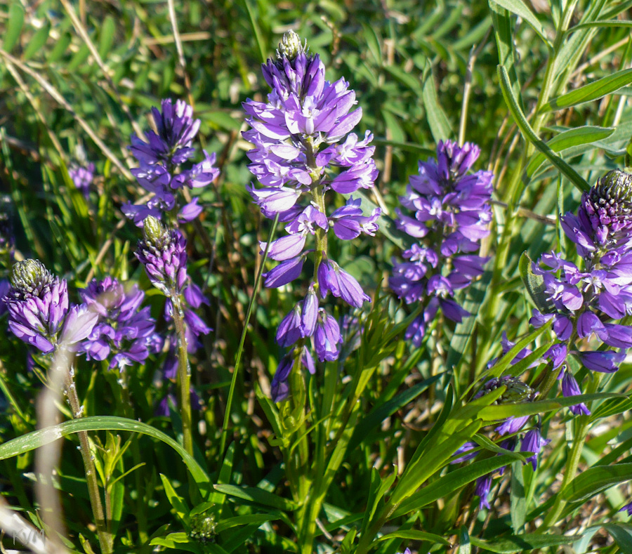 Image of Polygala comosa specimen.