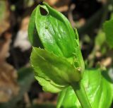 Passiflora edulis. Бутон. Израиль, Шарон, г. Герцлия, в культуре. 20.05.2012.