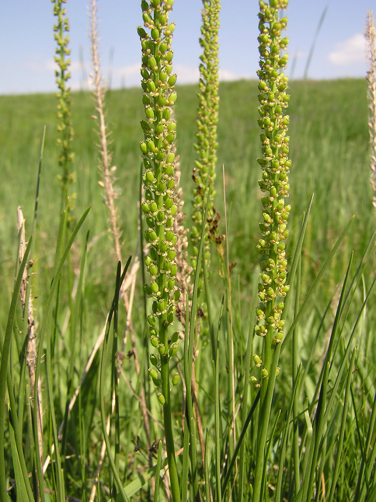 Image of Triglochin maritima specimen.