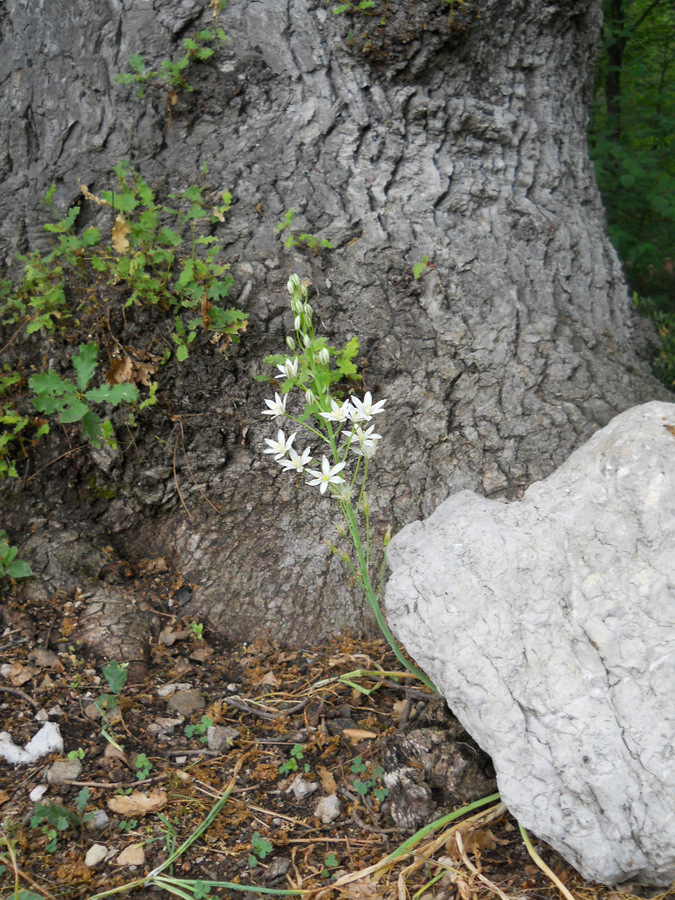 Изображение особи Ornithogalum ponticum.