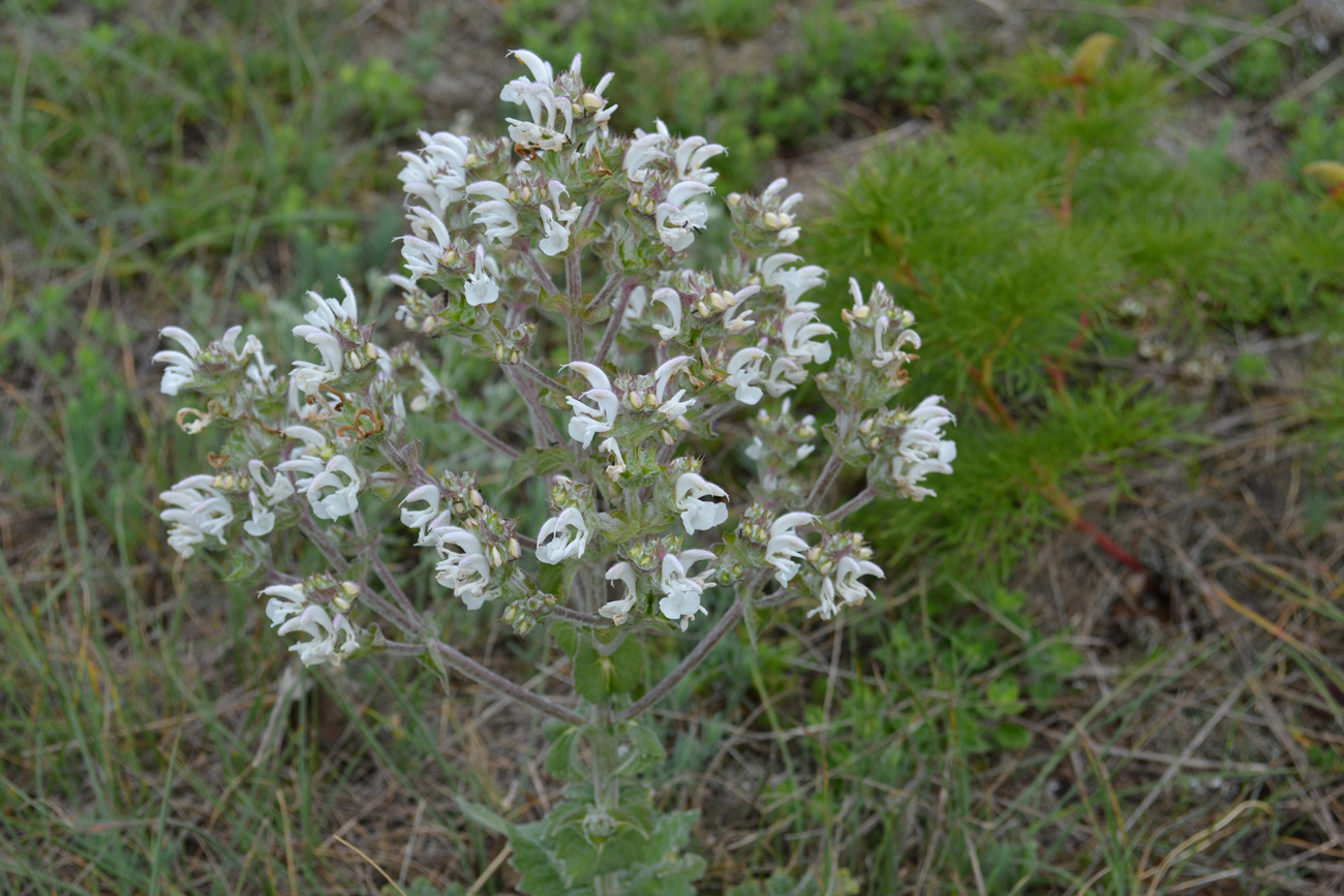 Изображение особи Salvia aethiopis.