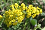 Galium verum