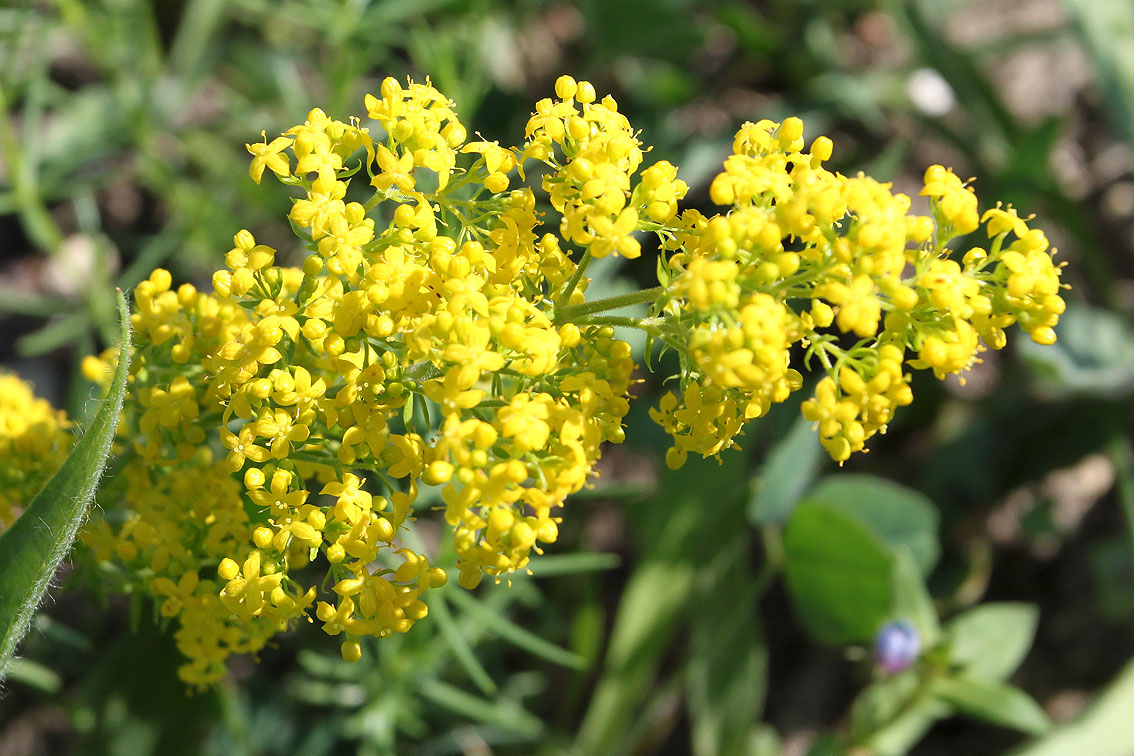 Изображение особи Galium verum.