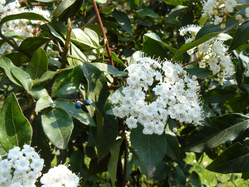 Image of Viburnum tinus specimen.