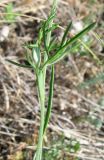 Orlaya grandiflora. Часть побега с листом. Крым, гора Агармыш, восточный склон. 13 июня 2012 г.