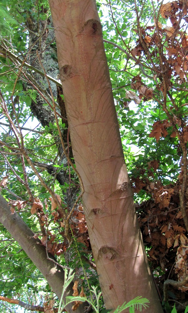 Image of Acacia dealbata specimen.