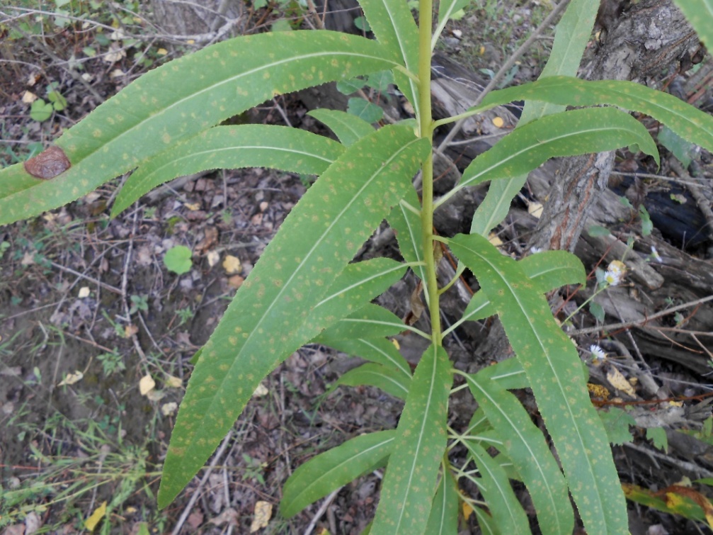 Image of Pojarkovia pojarkovae specimen.