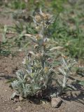 Gnaphalium rossicum