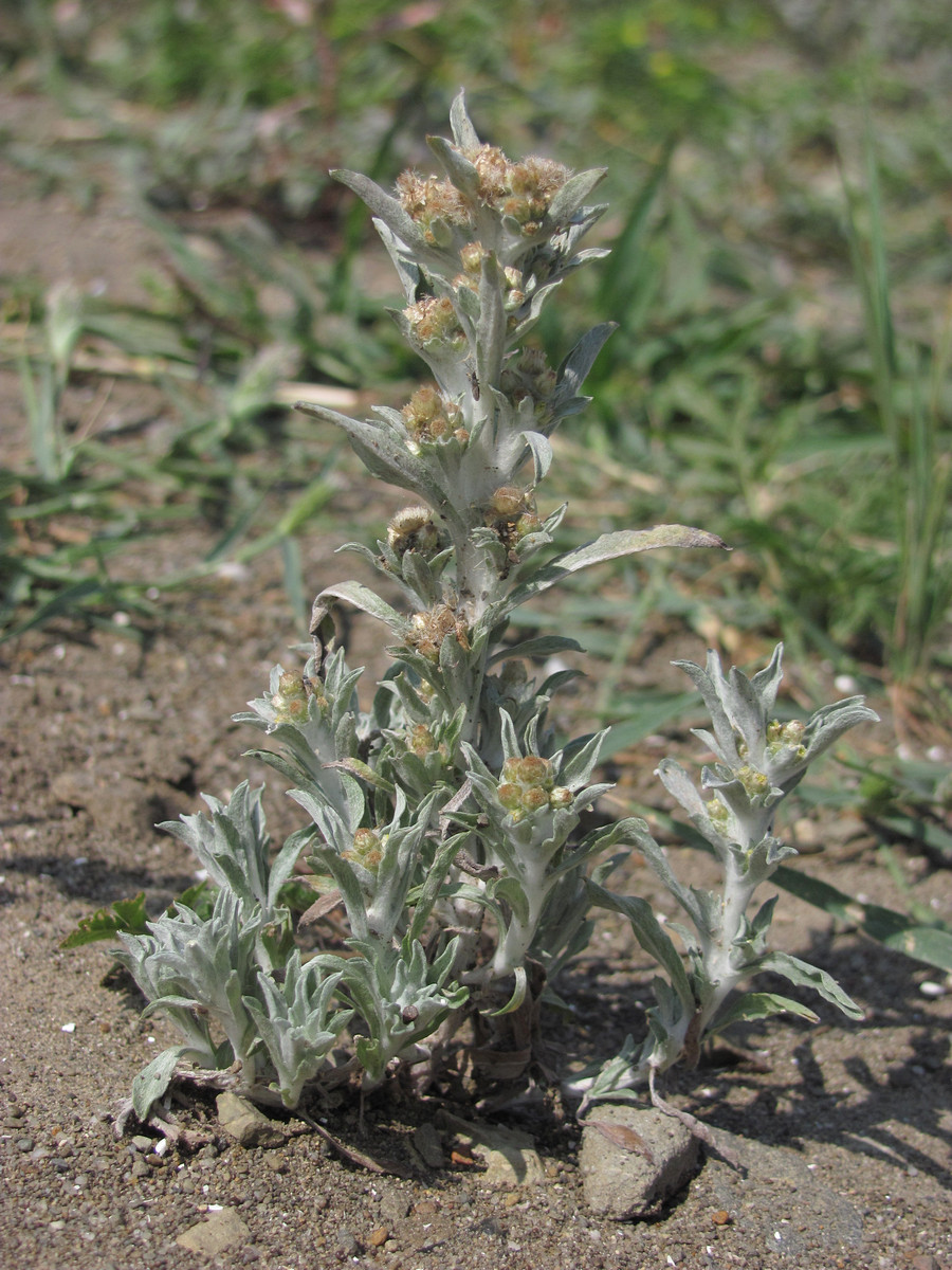 Image of Gnaphalium rossicum specimen.