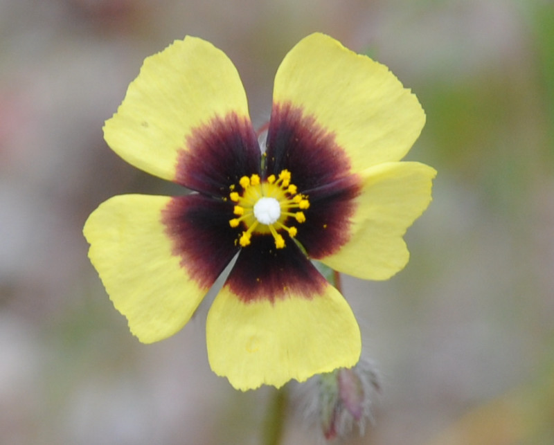 Image of Tuberaria guttata specimen.