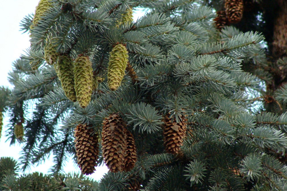 Image of Picea pungens f. glauca specimen.