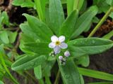 Myosotis palustris