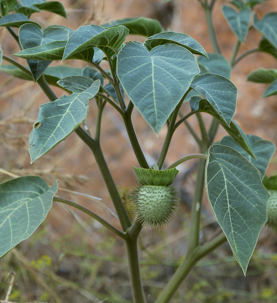 Изображение особи Datura innoxia.