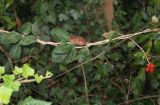 Lonicera × heckrottii. Часть побега с оплодием. Германия, г. Кемпен, на живой изгороди. 11.09.2012.