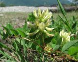 Astragalus glycyphyllos. Верхушка побега с соцветием. Абхазия, Гагрский р-н, вблизи р. Бзып. 13.06.2012.