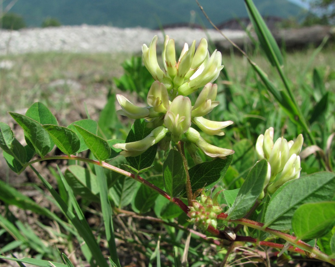 Image of Astragalus glycyphyllos specimen.