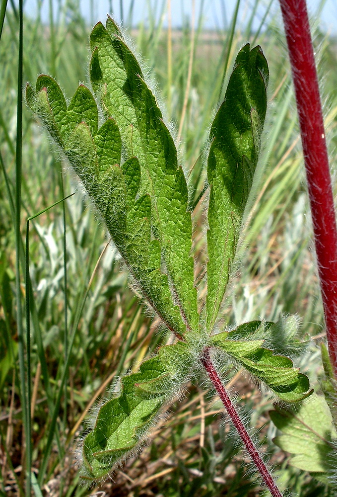 Image of Potentilla recta specimen.
