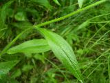 Erigeron annuus подвид lilacinus. Часть побега. Курская обл., г. Железногорск, ур. Опажье. 26 июля 2006 г.