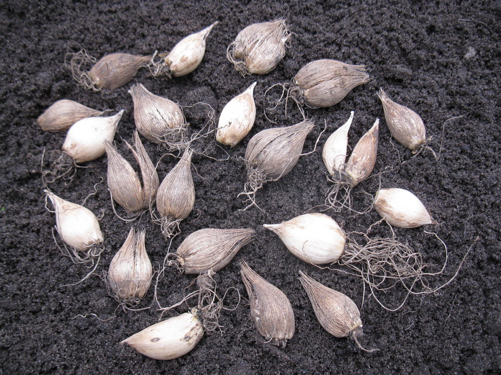Image of Iridodictyum reticulatum specimen.