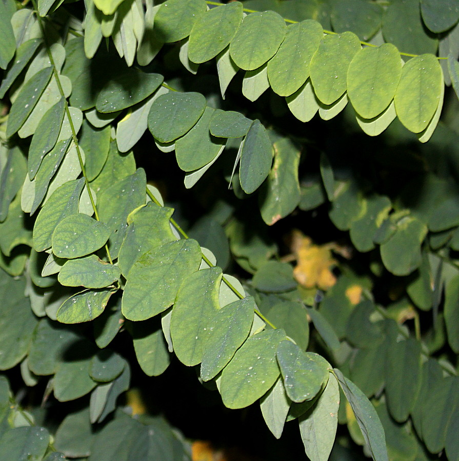 Изображение особи Robinia pseudoacacia.