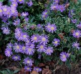 Symphyotrichum dumosum