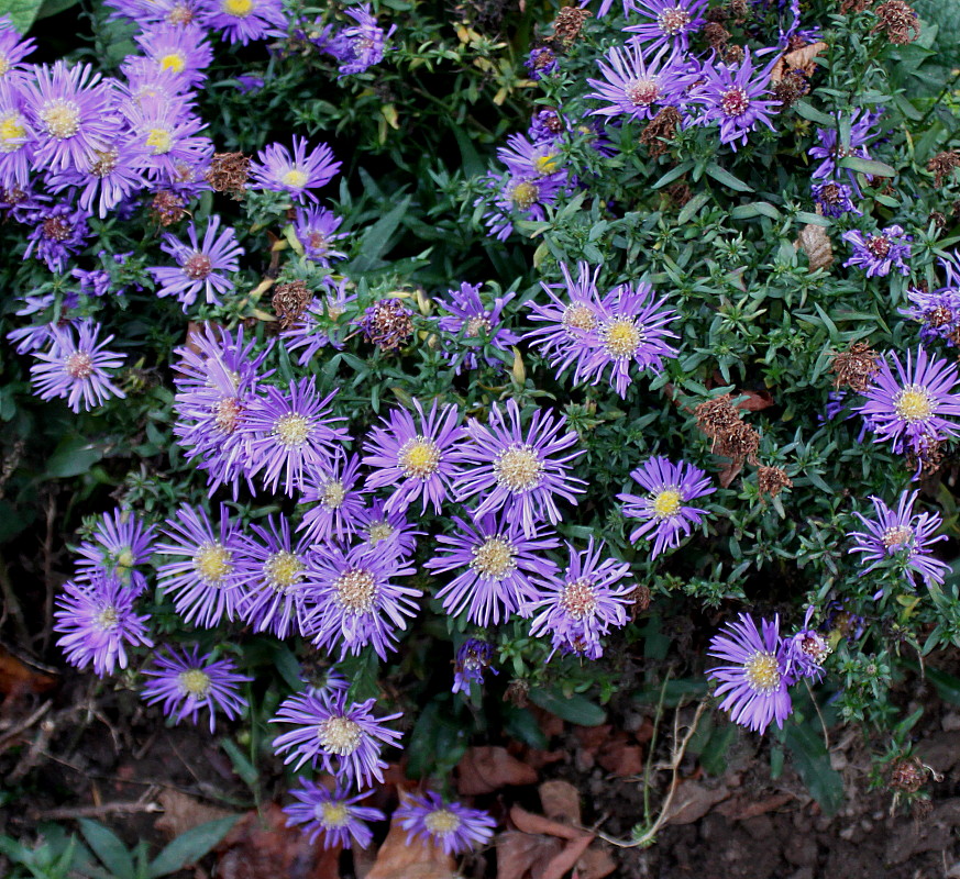 Изображение особи Symphyotrichum dumosum.