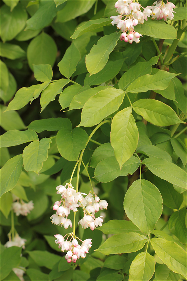 Image of Staphylea pinnata specimen.