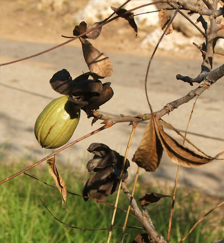 Изображение особи Carya illinoinensis.