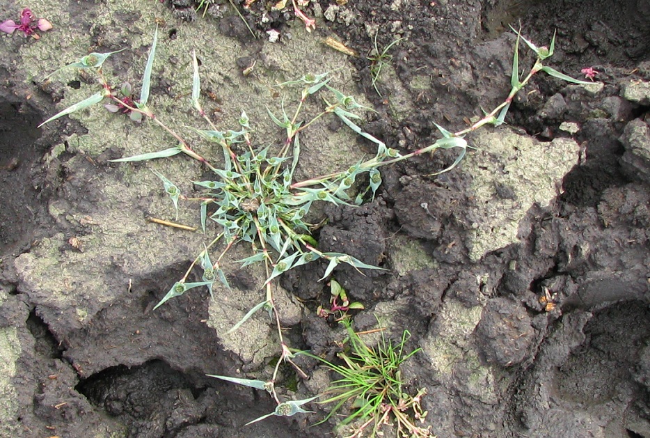 Image of Crypsis aculeata specimen.