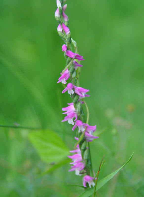 Изображение особи Spiranthes australis.