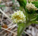 Petasites spurius