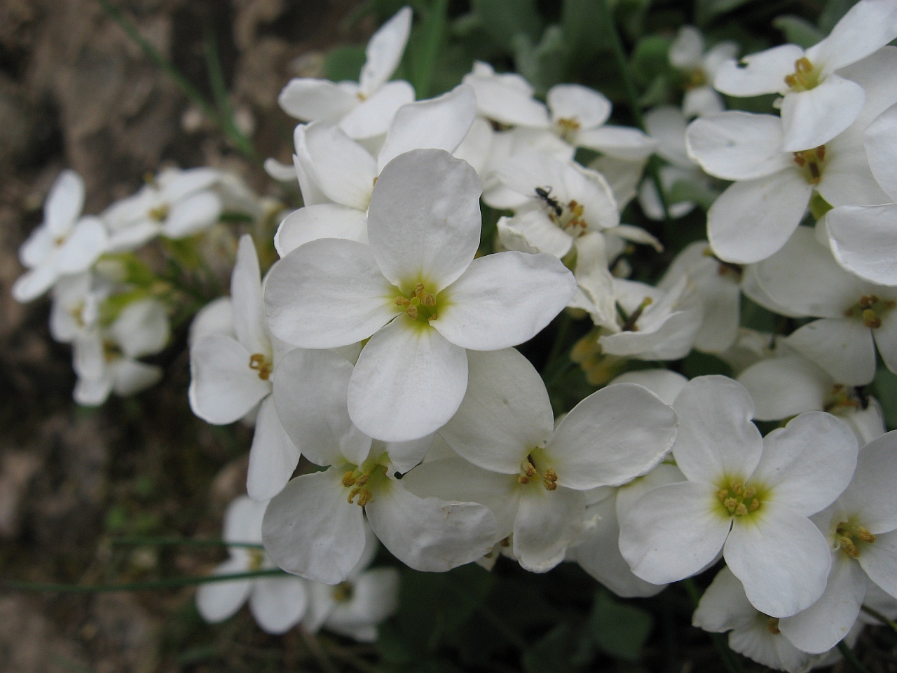 Image of Arabis caucasica specimen.