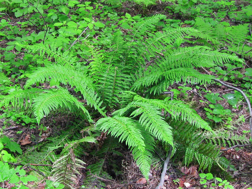 Image of Polystichum aculeatum specimen.