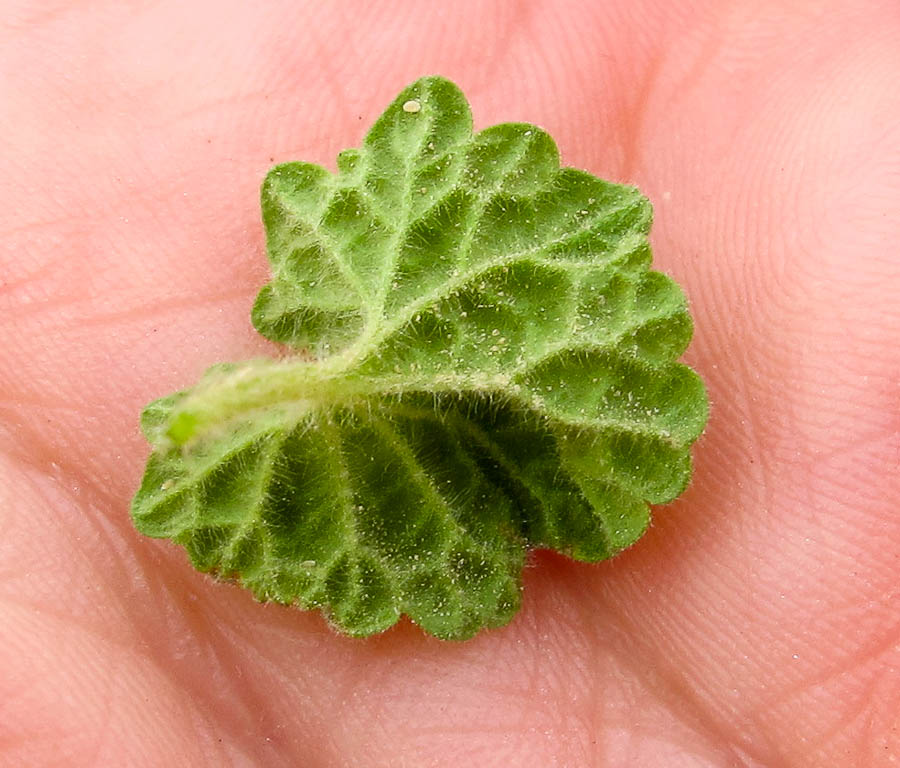 Image of Ballota undulata specimen.