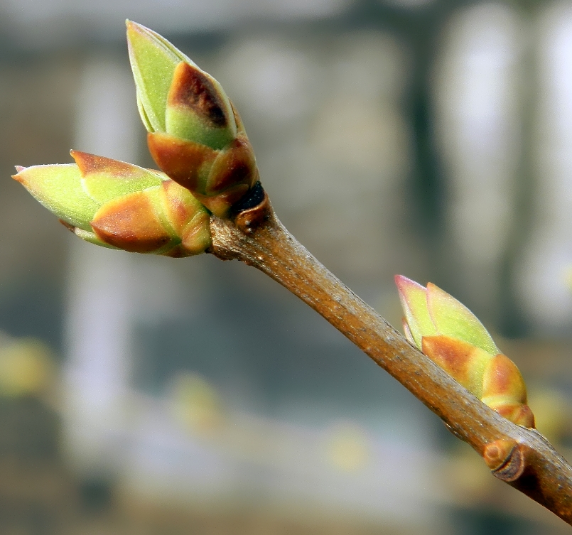 Image of Syringa vulgaris specimen.
