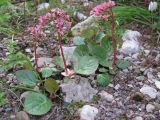 Bergenia