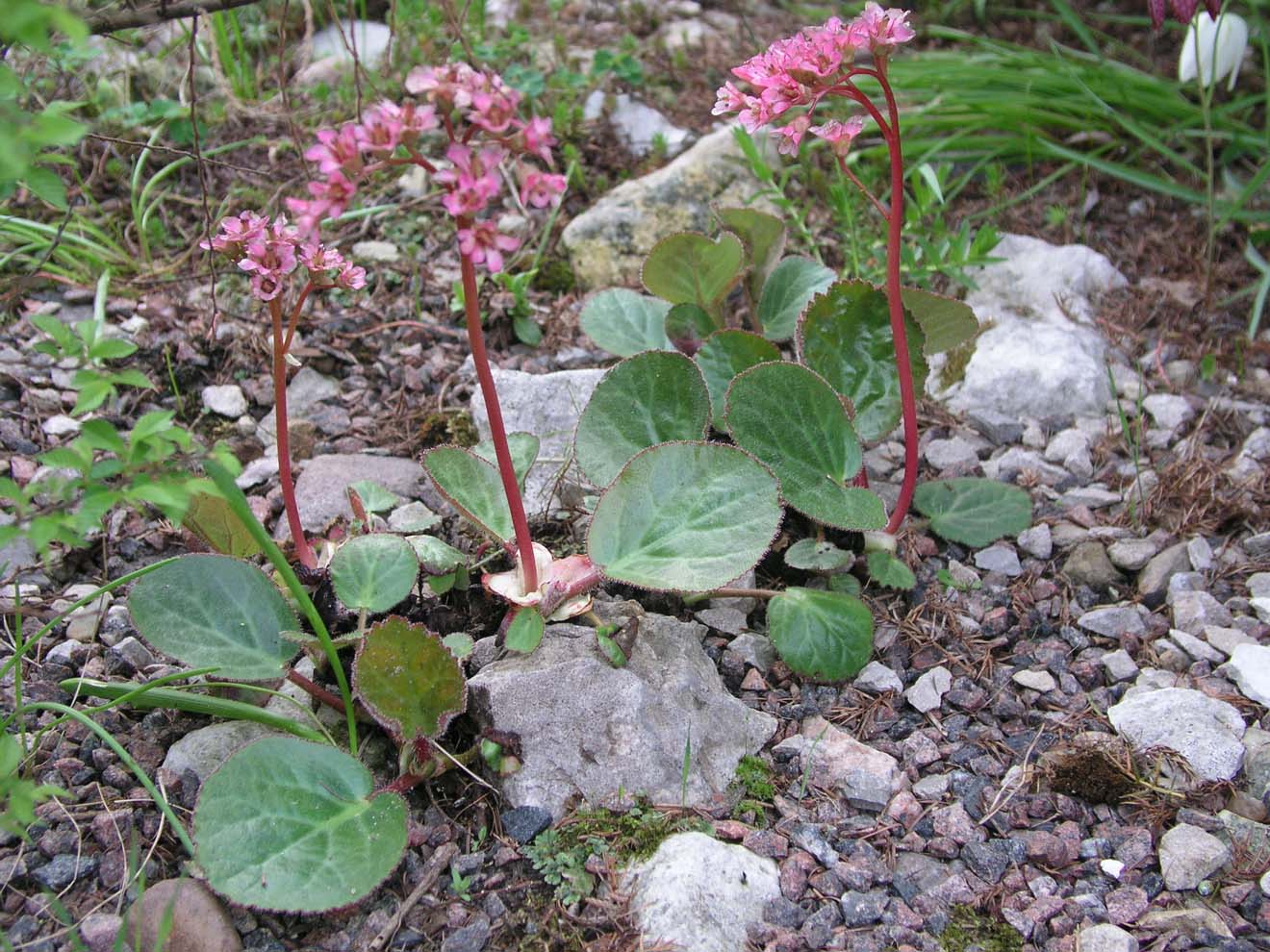 Image of genus Bergenia specimen.