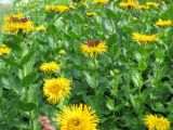 Inula grandiflora. Верхушки побегов с соцветиями и кормящимися бабочками. Карачаево-Черкесия, Карачаевский р-н, ущелье Бадук, у места начала подъема к пер. Бадук-Хутый, Тебердинский заповедник. Август 2009 г.