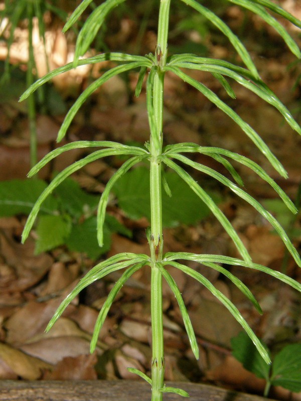 Image of Equisetum arvense specimen.