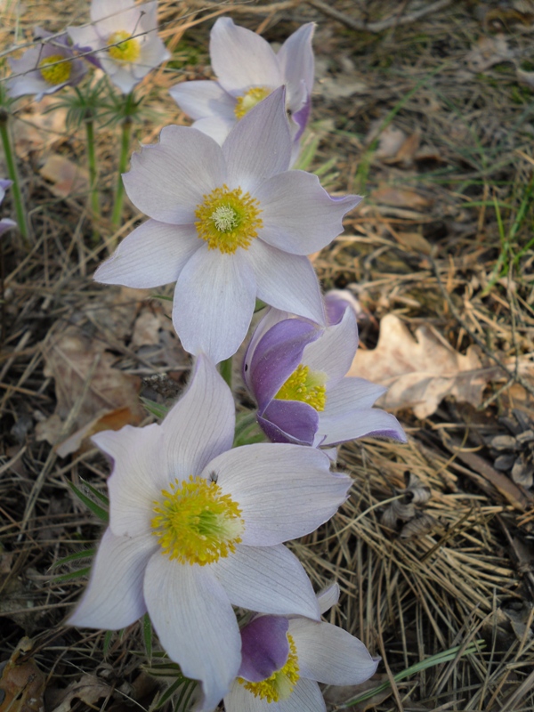 Изображение особи Pulsatilla patens.